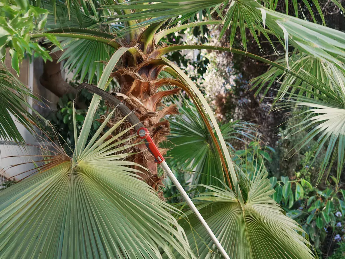 Pruning palm tree