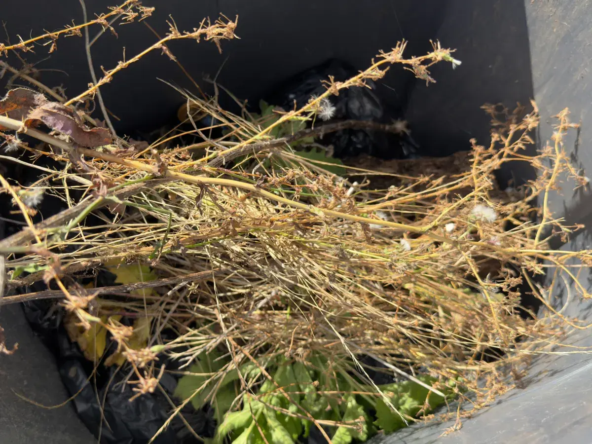 Cleared dry vegetation