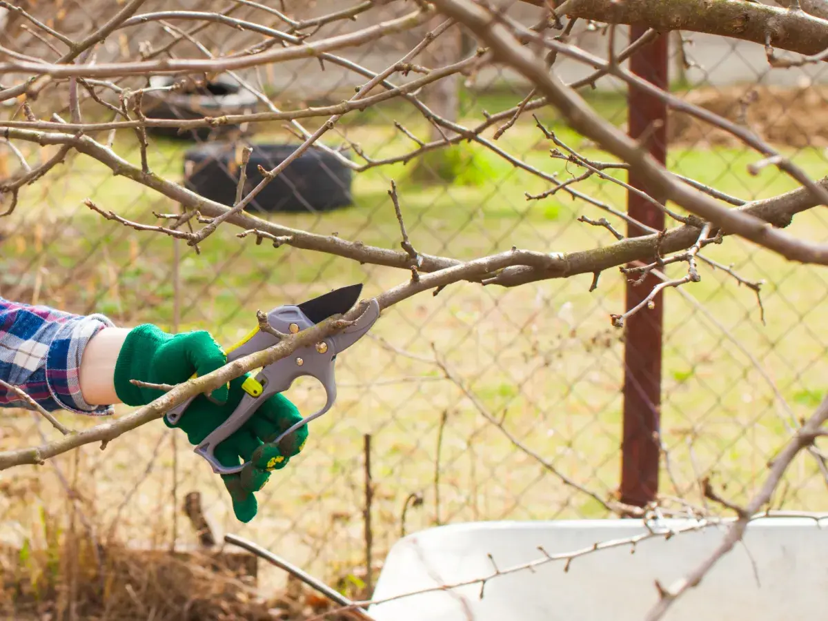 Trimming tree branches