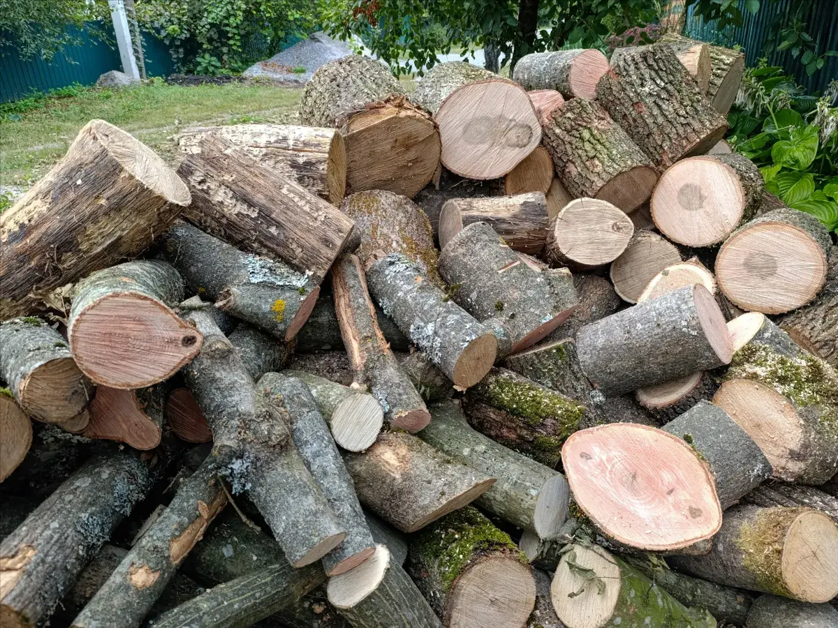 Clearing dead trees