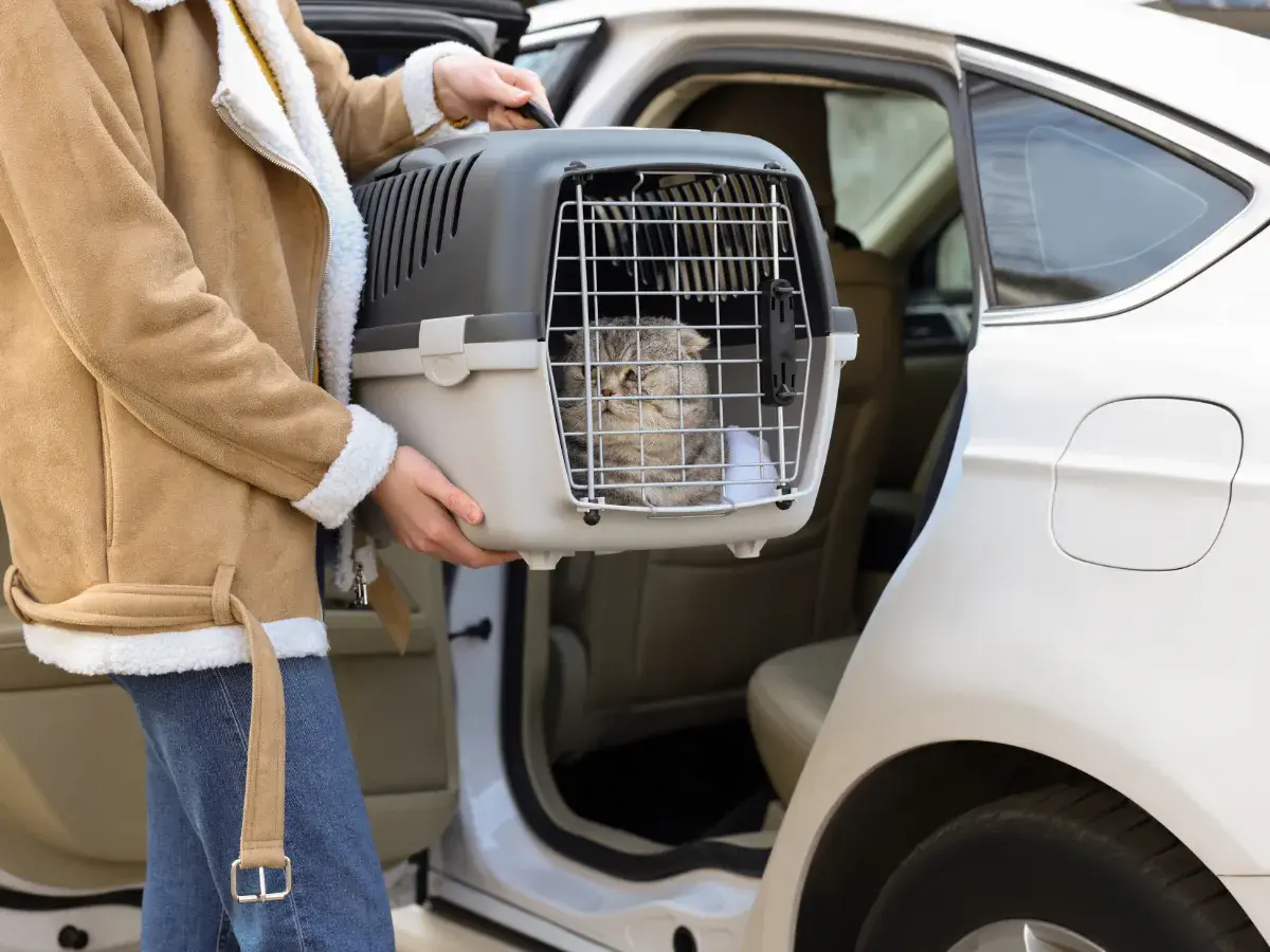Cat in a pet carrier